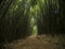 Bamboo footpath line road zenlike spirituality nature forest