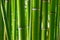 Bamboo forest