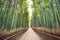 Bamboo Forest