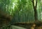 Bamboo Forest