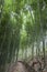 Bamboo forest