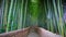 Bamboo Forest