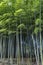 Bamboo forest in Adashino nenbutsuji temple
