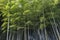 Bamboo forest in Adashino nenbutsuji temple