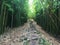 Bamboo Forest along Pipiwai Trail