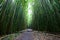 Bamboo Forest along Pipiwai Trail