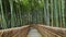 Bamboo forest, Arashiyama, Kyoto, Japan