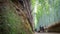 Bamboo forest in Arashiyama, Kyoto, Time Lapse in 4k