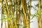 Bamboo forest background