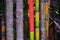 Bamboo forest background. Multi color bright red, gree, orange, yellow Bamboo plant. Bamboo trees in wood on resort in Phuket, Tha