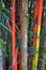 Bamboo forest background. Multi color bright red, gree, orange, yellow Bamboo plant. Bamboo trees in wood on resort in Phuket, Tha