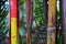 Bamboo forest background. Multi color bright red, gree, orange, yellow Bamboo plant. Bamboo trees in wood on resort in Phuket, Tha