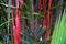 Bamboo forest background. Multi color bright red, gree, orange, yellow Bamboo plant. Bamboo trees in wood on resort in Phuket, Tha