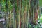 Bamboo forest background. Multi color bright red, gree, orange, yellow Bamboo plant. Bamboo trees in wood on resort in Phuket, Tha