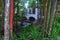 Bamboo forest background. Multi color bright red, gree, orange, yellow Bamboo plant. Bamboo trees in wood on resort in Phuket, Tha