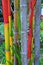 Bamboo forest background. Multi color bright red, gree, orange, yellow Bamboo plant. Bamboo trees in wood on resort in Phuket, Tha