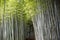 Bamboo forest, Bamboo Grove, Kyoto, Japan. Huge Bamboo in Arashiyama, Kyoto, Japan.