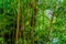 Bamboo forest, bamboo trunks in closeup, Asian nature background