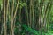 Bamboo Forest - Botanic Garden Rio de Janeiro, Brazil