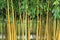 Bamboo forest in the Botanical Gardens, Netherlands