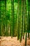 The bamboo forest is bright green. The trunk is tall and long, vertical image. See the floor and stem with yellow dry bamboo