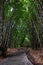 The Bamboo forest close to Penglipuran village