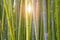 Bamboo forest close-up with light flare or burst shining through the stems. Plant and greenery background, backdrop
