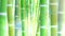 Bamboo forest design. Tropical asian plant background. Nature. Japanese bamboo grass oriental illustration.