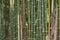 Bamboo Forest with Dry Leaves and Twigs Background in Zoom View