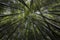 the bamboo forest - fresh bamboo background