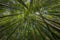 the bamboo forest - fresh bamboo background