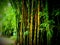 Bamboo forest garden