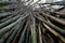 Bamboo forest at Huntington Botanical Gardens