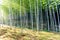 Bamboo forest in Japan, Arashiyama