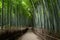Bamboo Forest in Japan, Arashiyama