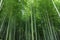 Bamboo forest at Kyoto, Japan