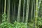 Bamboo forest at Kyoto, Japan