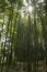 Bamboo forest at Kyoto, Japan