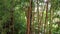 Bamboo forest with many stems and leaves, nature background video, asian garden foliage