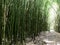 Bamboo Forest on Maui