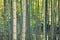 Bamboo forest natural background at Expo `70 Commemorative Park in Osaka, Japan