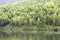 Bamboo forest near lake