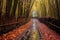 bamboo forest pathway covered in fallen leaves