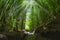 Bamboo Forest with Pathway and Sun\'s Rays penetrating the Forest in the Road to Hana in Maui, Hawaii.