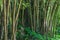 Bamboo Forest - Rio de Janeiro Brazil