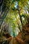 Bamboo forest and small dirt alley, Sakura city, Chiba, Japan