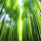 Bamboo forest with sunbeams and lens flare