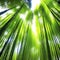 Bamboo forest with sunbeams and lens flare