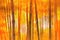 bamboo forest at sunrise with orange and yellow hues