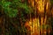 Bamboo forest in sunset light in Tayrona National Park